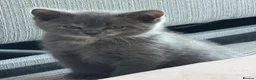 Brazilian Shorthair cats for sale: Female british short hair in London - Advert 1
