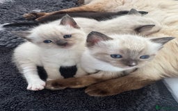 Ragdoll cats for sale: Beautiful Ragdoll kittens open to reasonable offer - Image 1