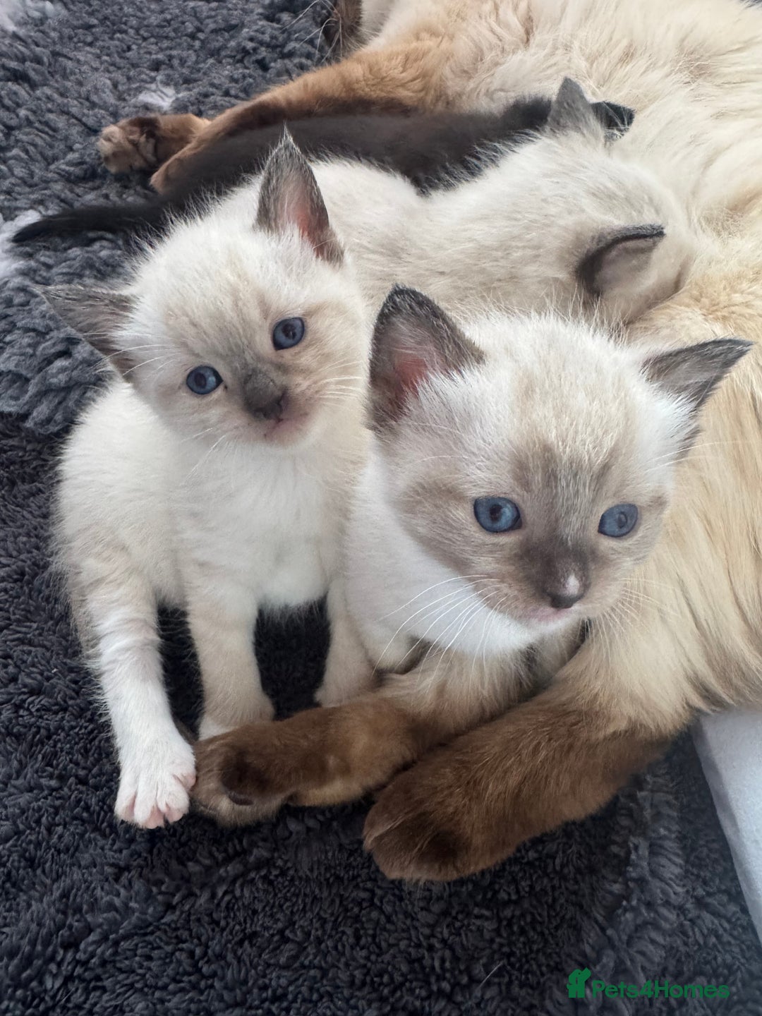 Ragdoll cats for sale: Beautiful Ragdoll kittens open to reasonable offer - Image 1