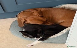 Mixed Breed cats for sale: Kitten for sale (14 weeks old)  - Image 18