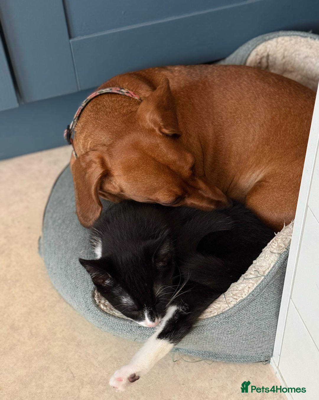 Mixed Breed cats for sale: Kitten for sale (14 weeks old)  - Image 18