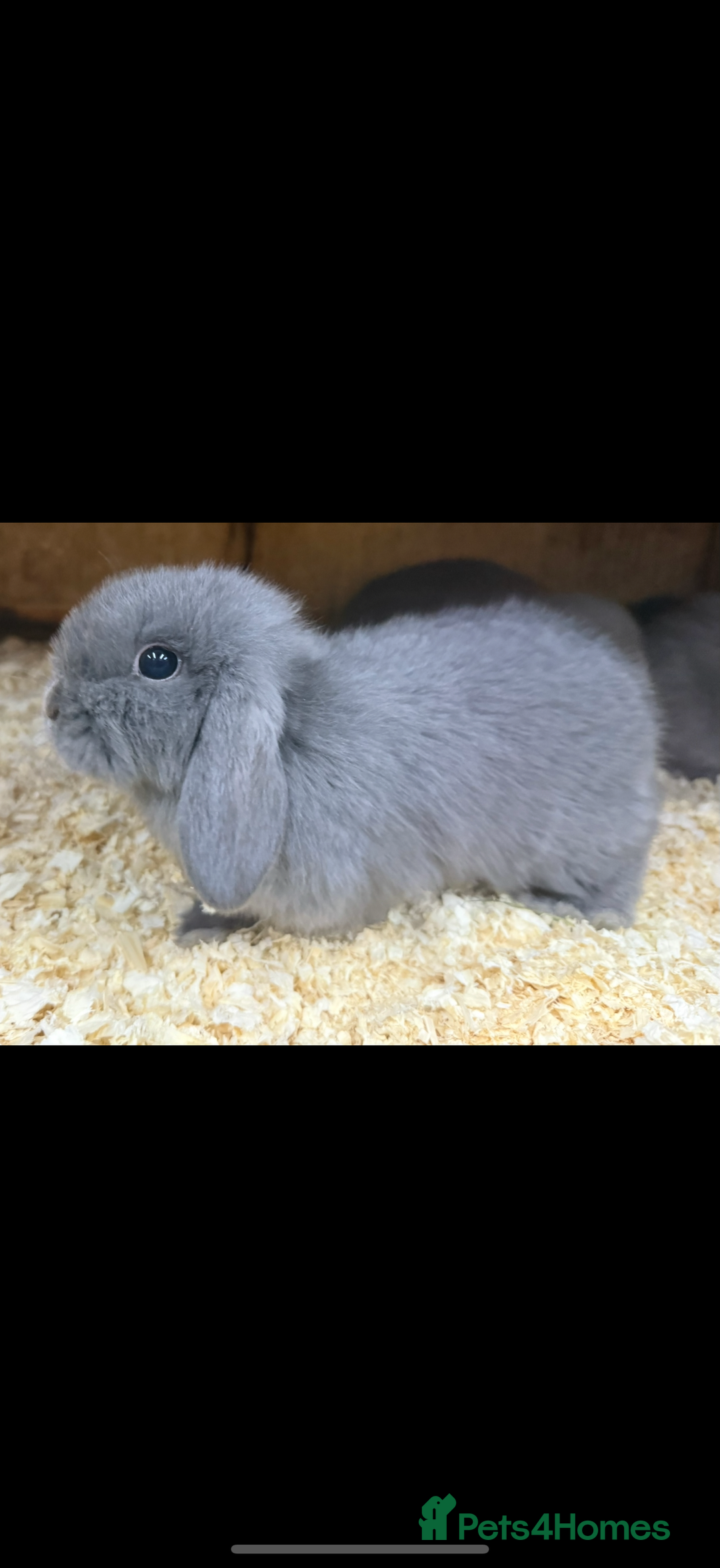 Mini Lop rabbits for sale: Stunning pure mini lop baby rabbits  - Image 6