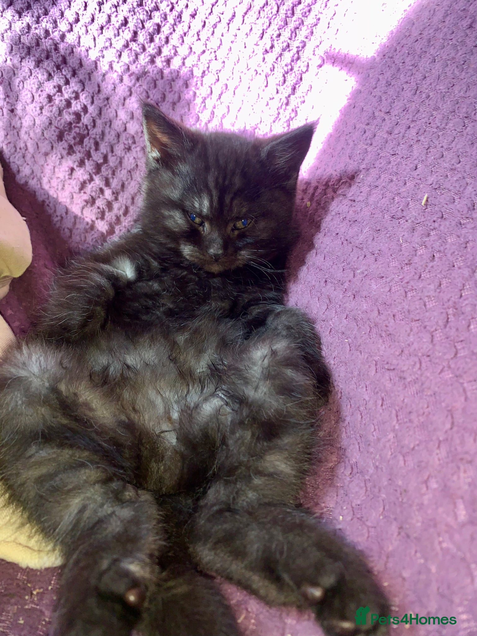 Maine Coon cats Beautiful black smoke male  - Advert 14