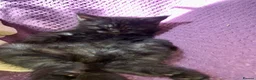 Maine Coon cats for sale: Beautiful black smoke male  - Advert 1