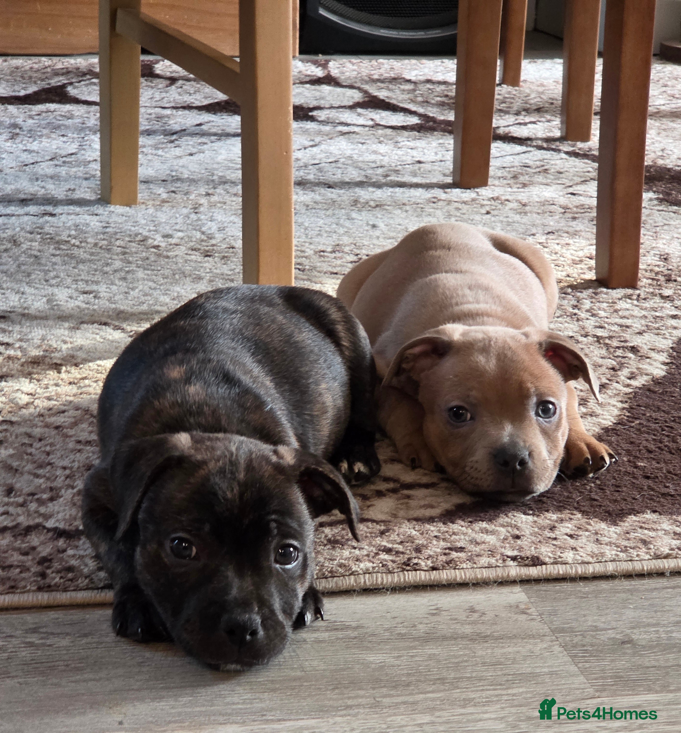 Staffordshire Bull Terrier dogs Red blue brindle Puppys Staffordshire bull terier  - Advert 7
