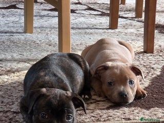 Staffordshire Bull Terrier dogs Red blue brindle Puppys Staffordshire bull terier - Advert 2