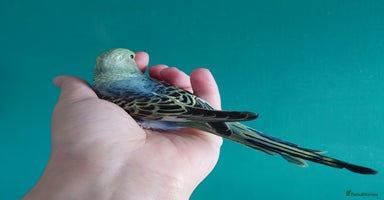 Budgerigars birds - Advert 3