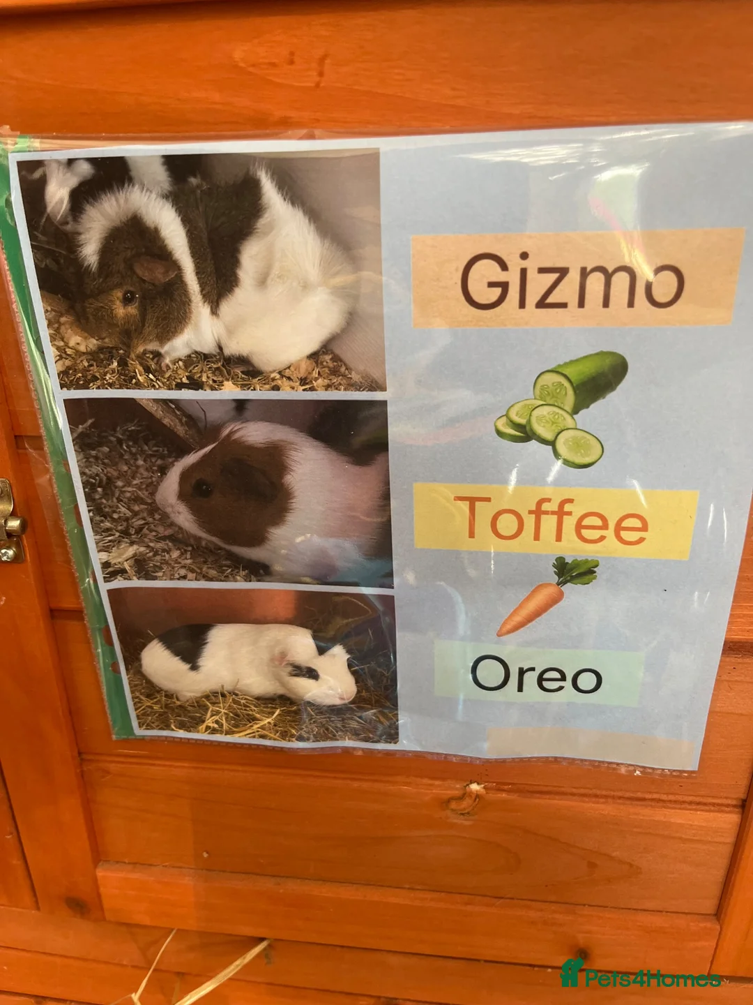 Guinea Pig rodents for sale: 3 male guinea pigs and hutch and everything  in Romford - Advert 2