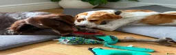 Pointer dogs for adoption: Remi (English Pointer) in Bedford - Advert 30
