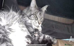 Maine Coon cats for sale: Maine coon girl - Image 4