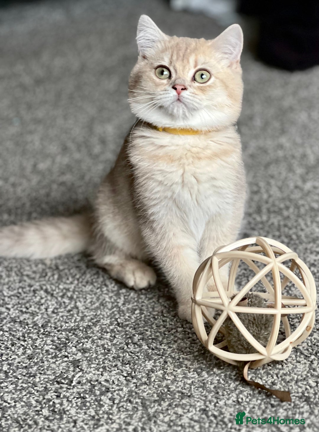 British Shorthair cats for sale: Adorable BSH kittens golden TiCA/ GCCF - Image 16