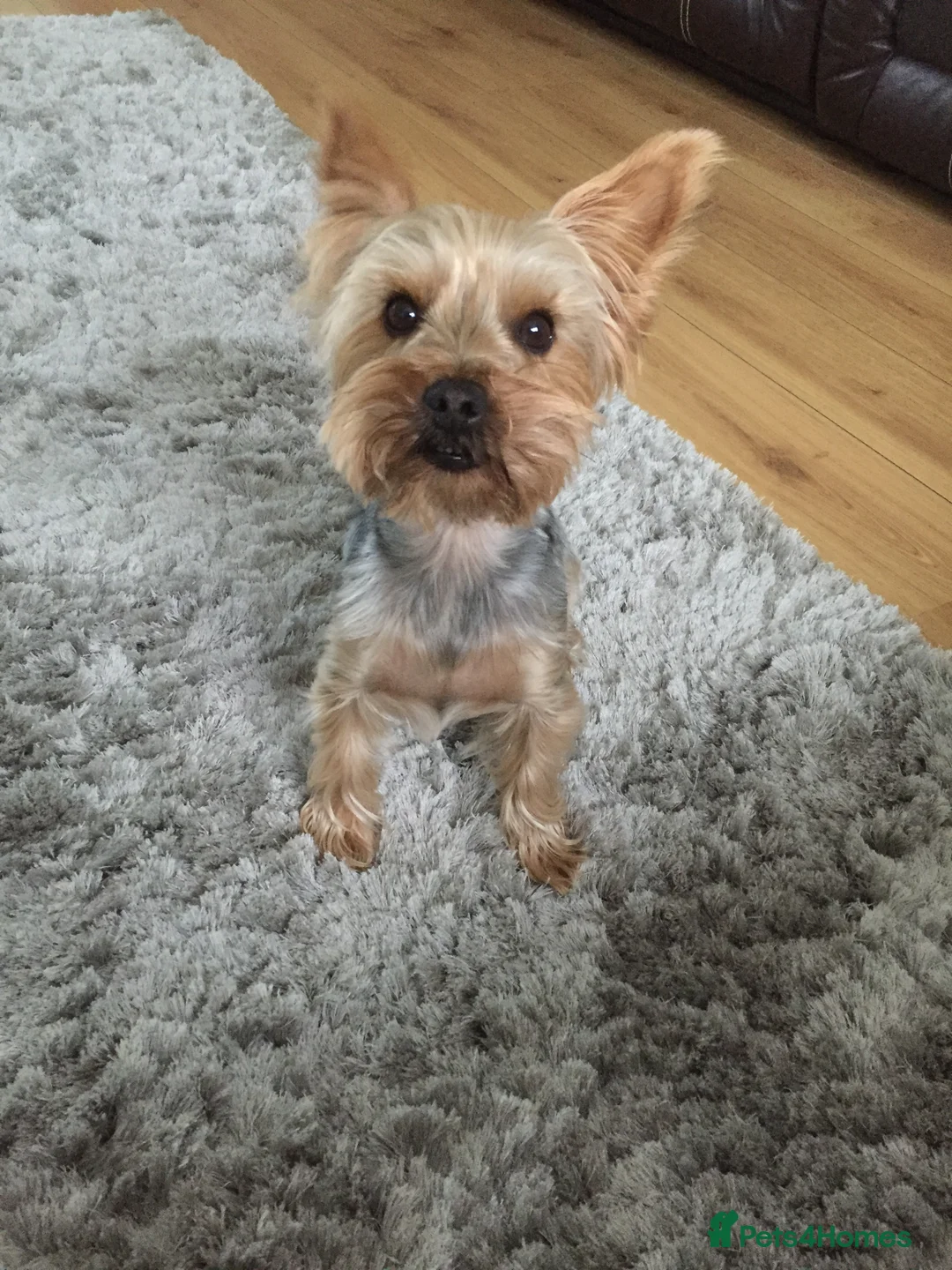 Yorkshire Terrier dogs for stud: Yorkshire terrier for stud in Sunderland - Advert 5