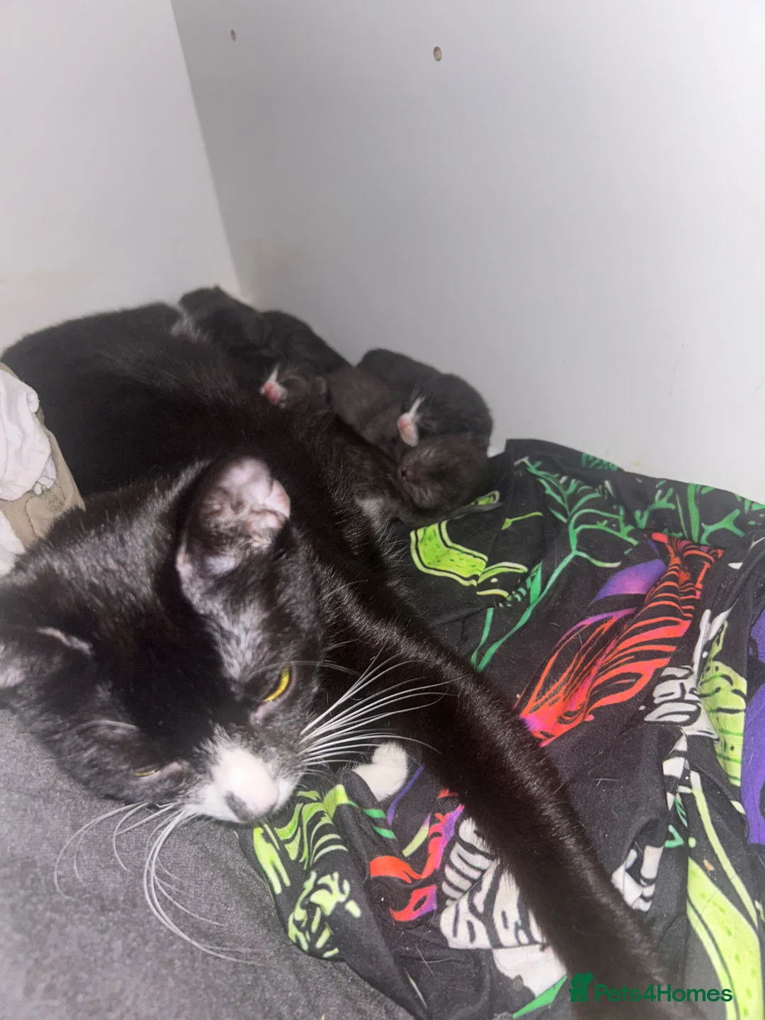 Mixed Breed cats for sale: 3 beautiful kittens ready  - Advert 12
