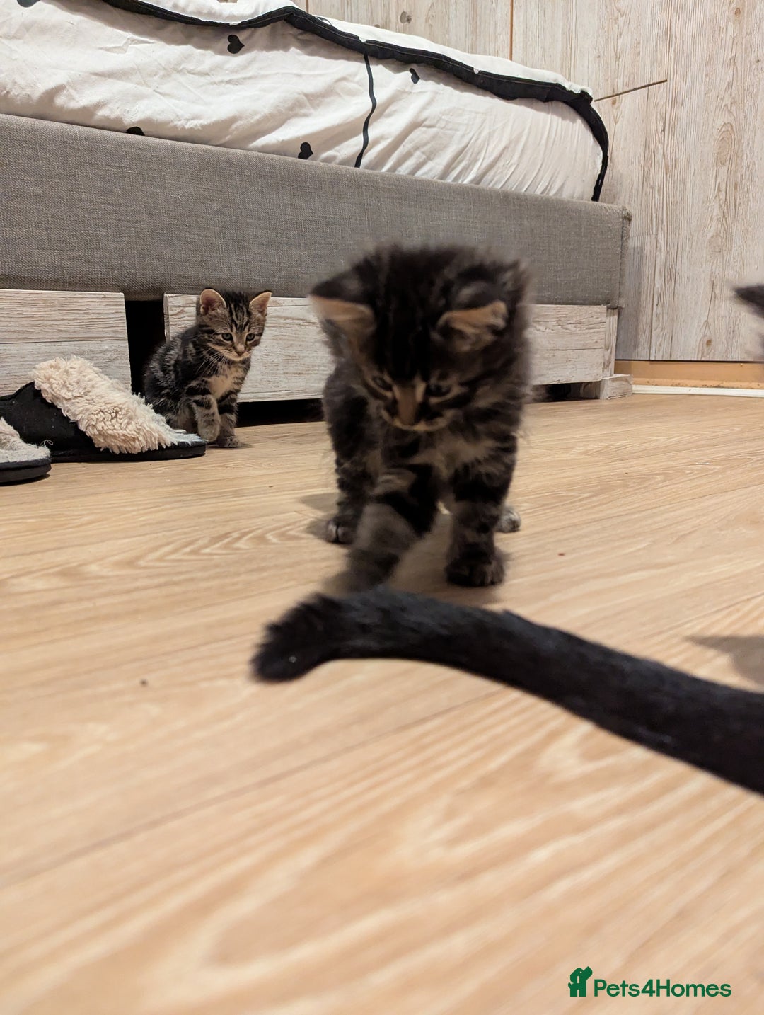 Bombay cats for sale: Beautiful kittens perfect for  **   ** s  - Advert 30