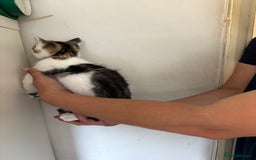 British Shorthair cats for sale: Brother and sister looking for a forever home - Image 2