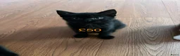 Birman cats for sale: Very friendly  in Heywood - Advert 10