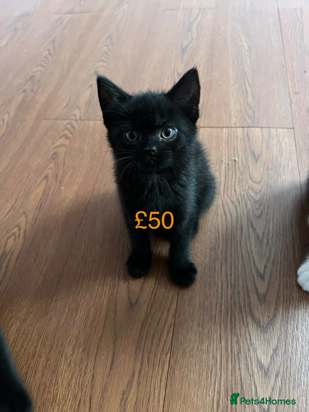Birman cats for sale: Very friendly  in Heywood - Advert 10