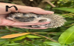 Pygmy Hedgehog rodents for sale: Pygmy hoglets ready now! Stunning friendly babies  - Image 7