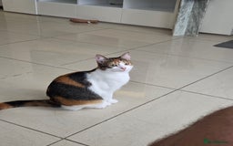 Mixed Breed cats for sale: Free to a good home  - Image 3