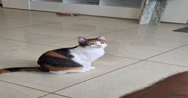 Mixed Breed cats - Advert 11