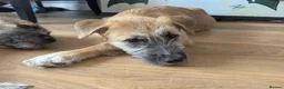 Mixed Breed dogs for sale: Stunning WolfAkita Pups – 1 Boy/1 Girl Ready now!  in Southampton - Advert 27