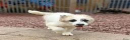 Mixed Breed dogs for adoption: Lulu The Little Survivor with the Big Personality - Advert 4