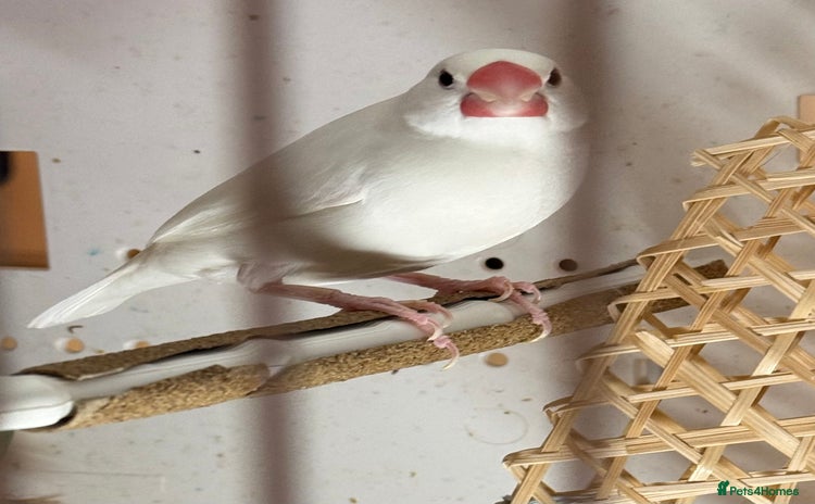 Finches birds - Advert 1