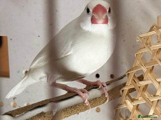 Finches birds - Advert 11