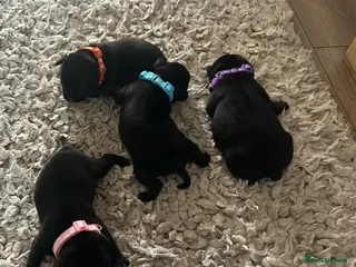 Staffordshire Bull Terrier dogs Solid black Kc reg staffy pups. Best on the market - Advert 4