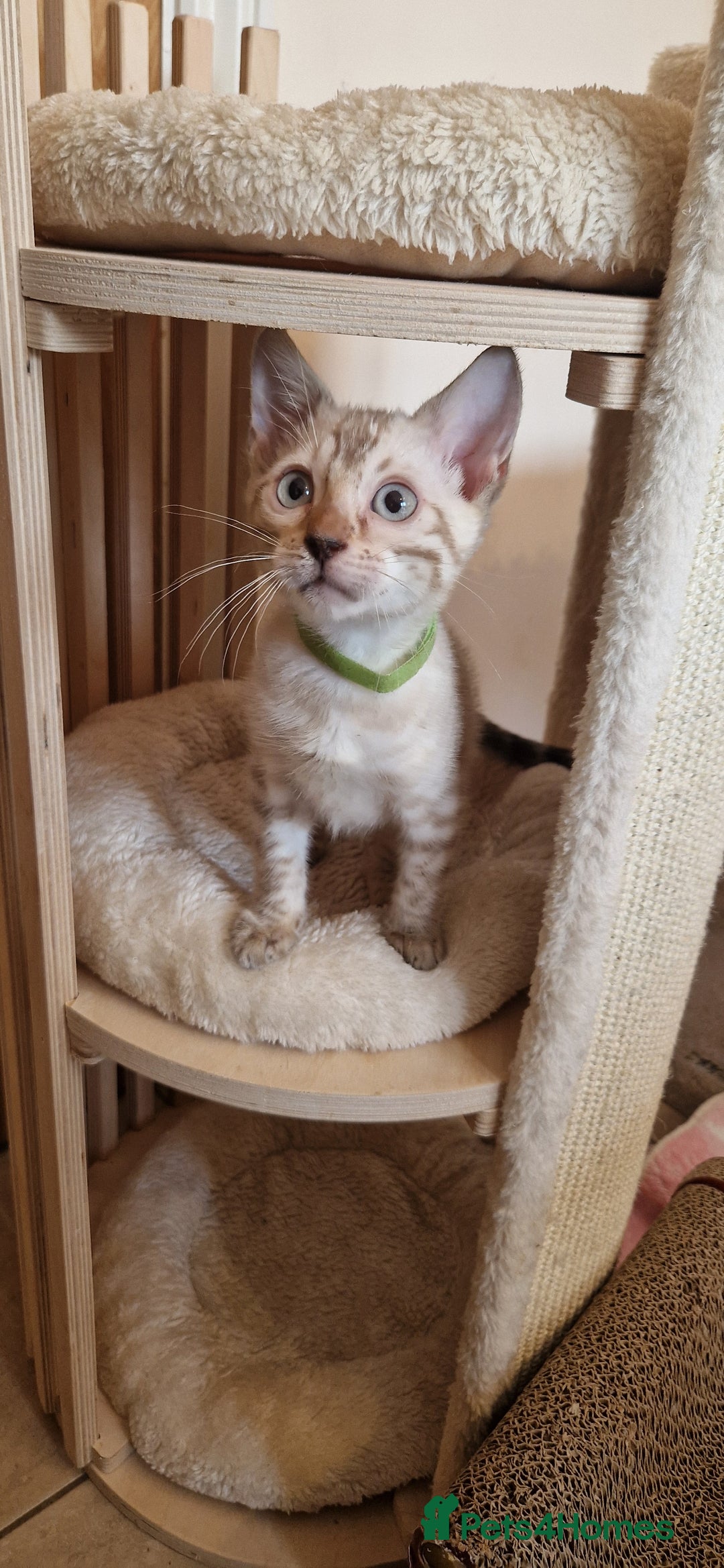 Bengal cats for sale: Purebred Bengal boy whit blue eyes 💙 - Image 6