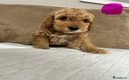 Cockapoo dogs for sale: Outstanding Cockapoos Puppies. 4 boys💙 2 girls 💗 - Image 10