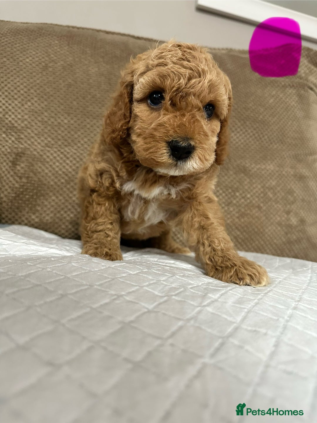 Cockapoo dogs for sale: Outstanding Cockapoos Puppies. 4 boys💙 2 girls 💗 - Image 10