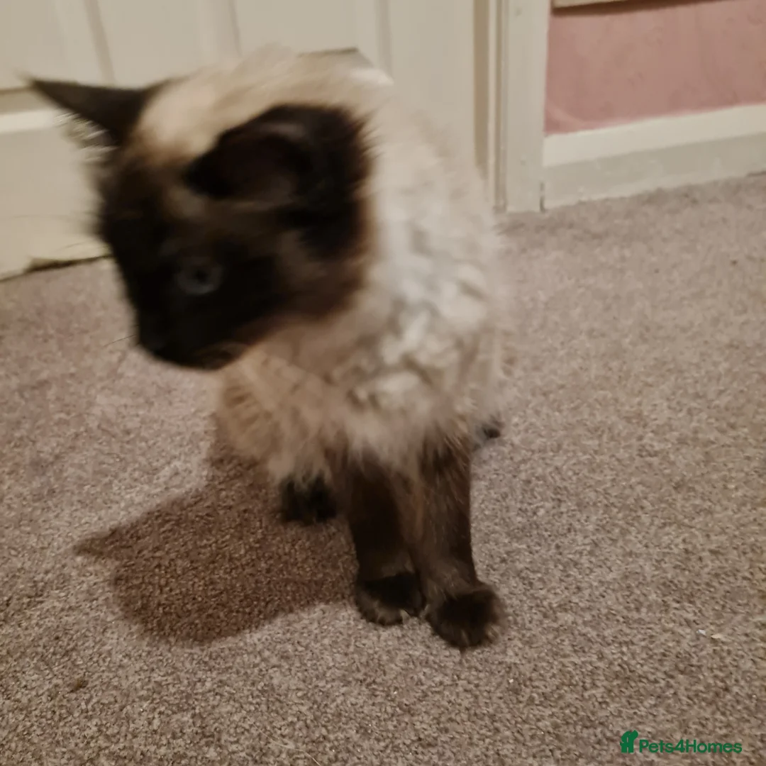 Ragdoll cats for sale: Female Ragdoll  - Advert 5