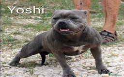 Staffordshire Bull Terrier dogs for sale: Blue staffy pups kc registered  - Image 4