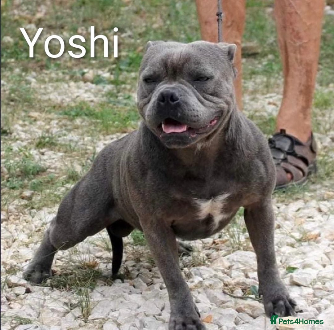 Staffordshire Bull Terrier dogs for sale: Blue staffy pups kc registered  - Image 4