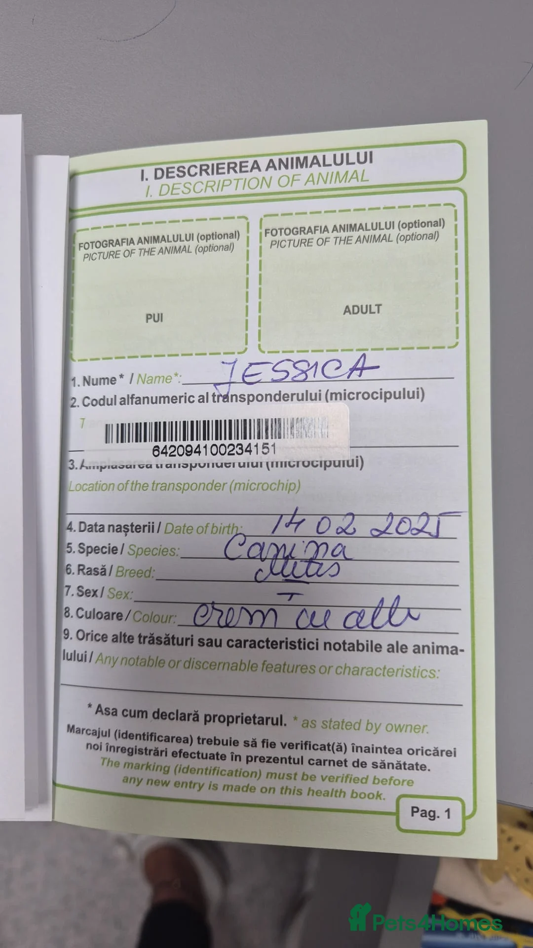 Mixed Breed dogs for adoption: 💖 Meet JESSICA 💖 - a story of Strength and Love - Advert 13