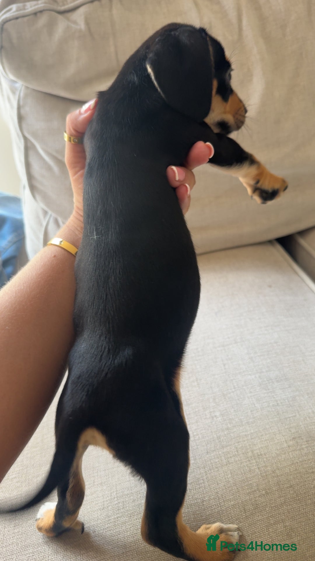 Mixed Breed dogs for sale: Cocker jacks. 2 boys 2 girls! - Image 9