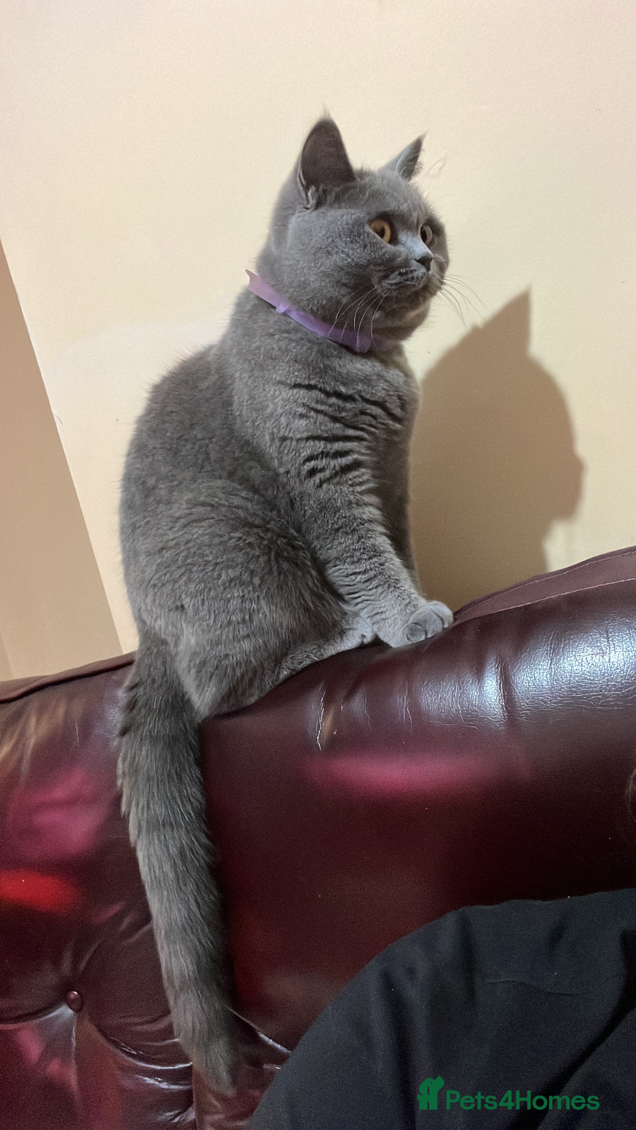 British Shorthair cats Blue girl looking for new home  - Advert 1