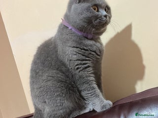 British Shorthair cats Blue girl looking for new home - Advert 1