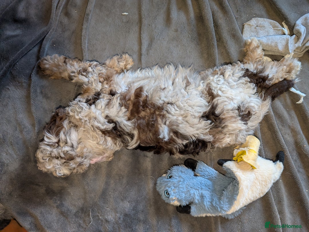 Labradoodle dogs for sale: 🐾Stunning Mini Labradoodle F1b Pups DNA Check🐾  - Image 20