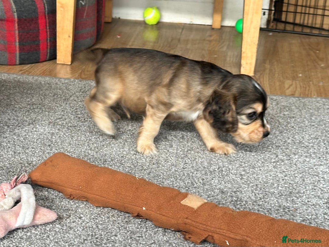 Cocker Spaniel dogs for sale: Handsome boys - Image 20