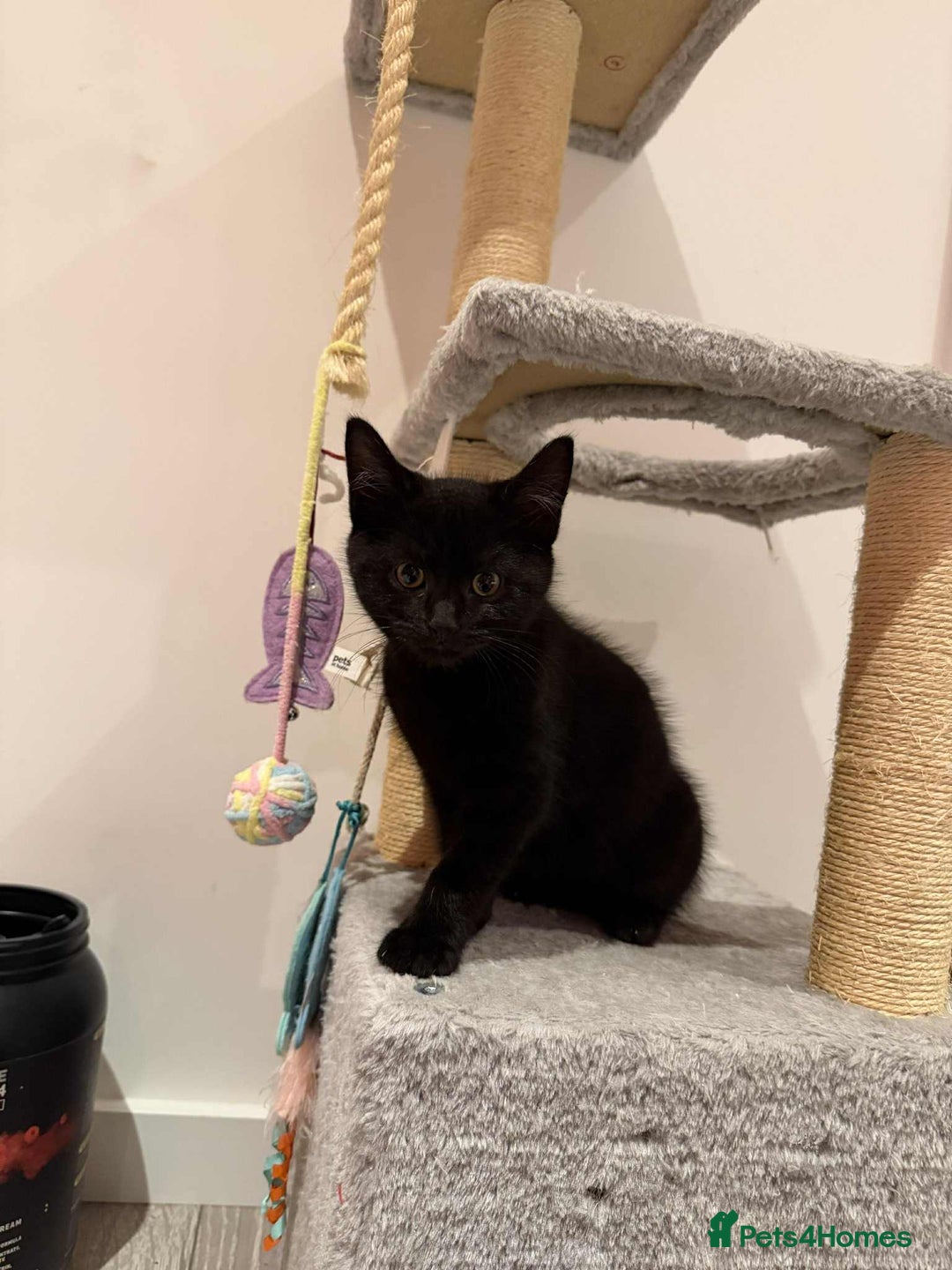 Domestic Shorthair cats for sale: Male Black Domestic Shorthair Kitten - Image 4