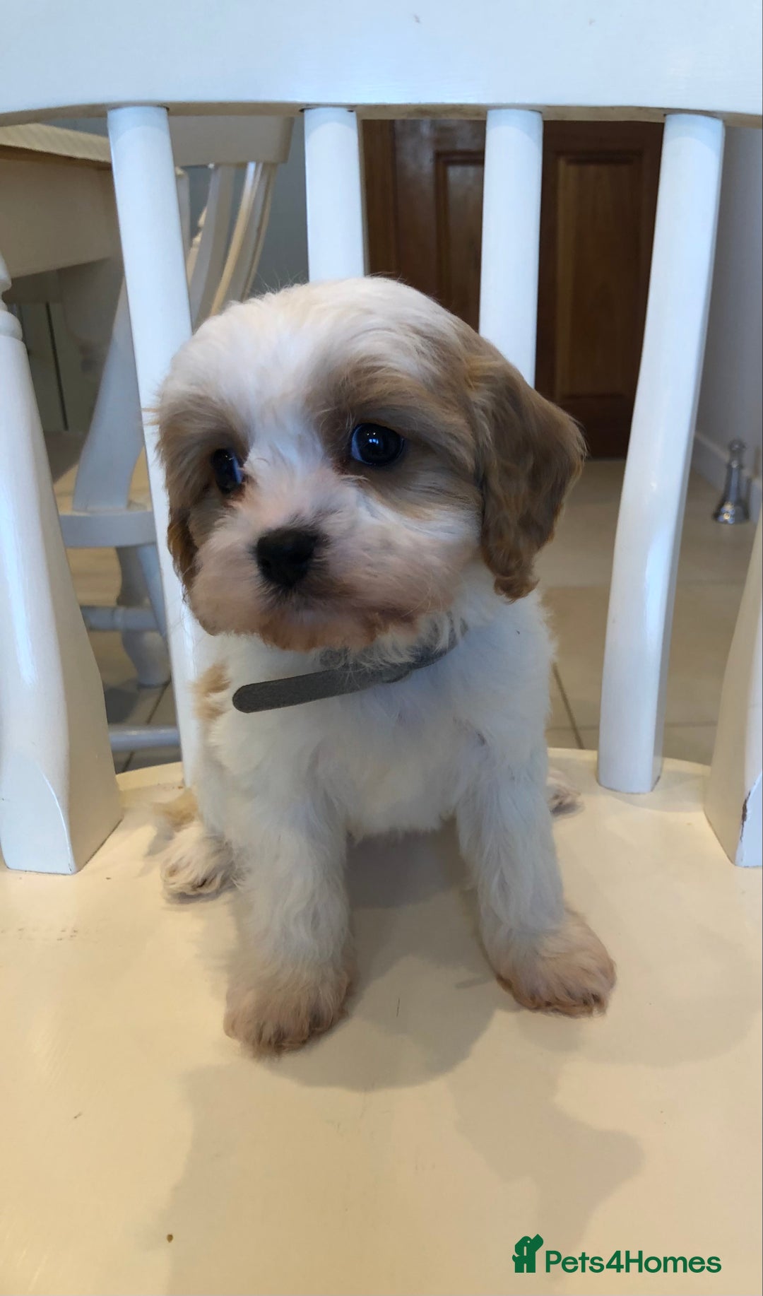 Cavapoo dogs for sale: Adorable Cavapoo Puppies  - Advert 27