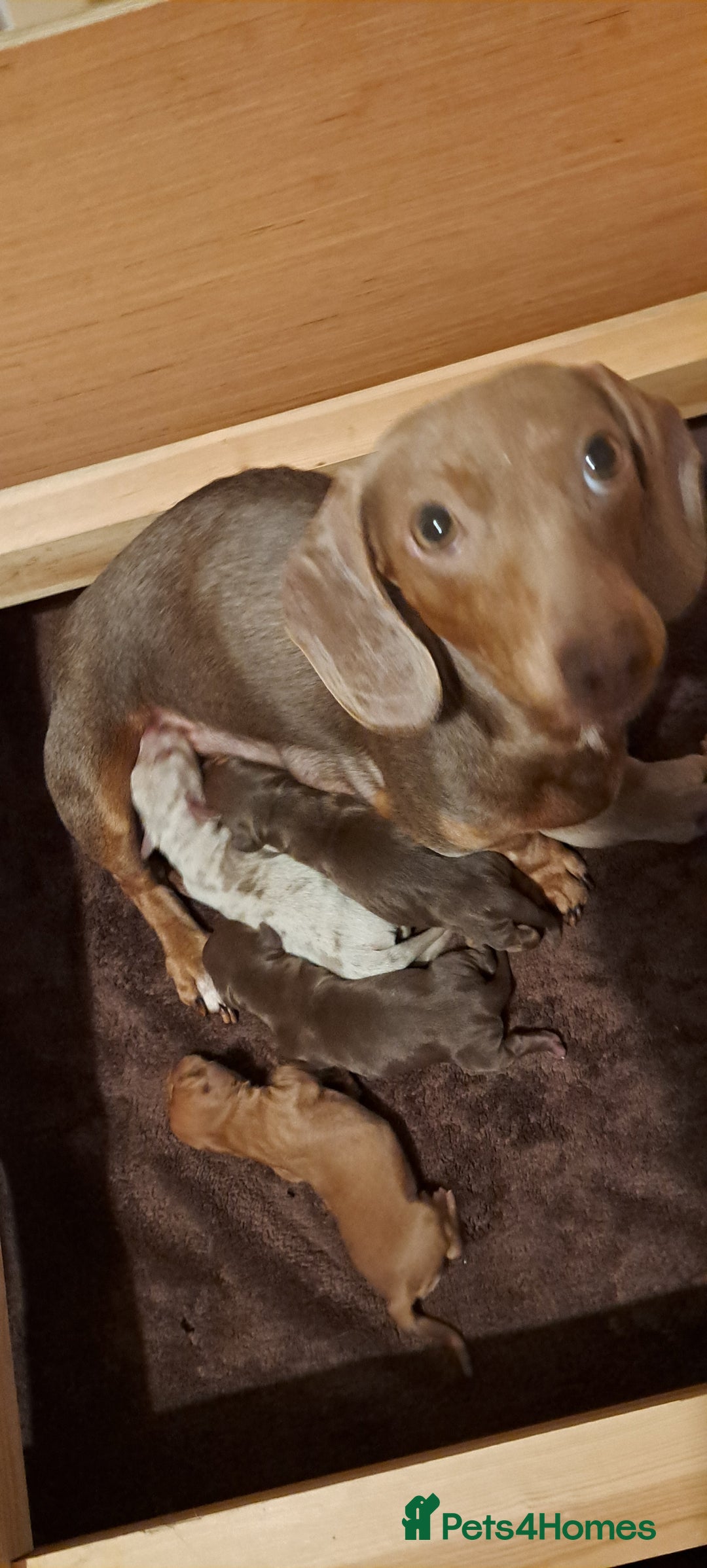 Dachshund dogs for sale: Miniature dachshund puppies  - Advert 2