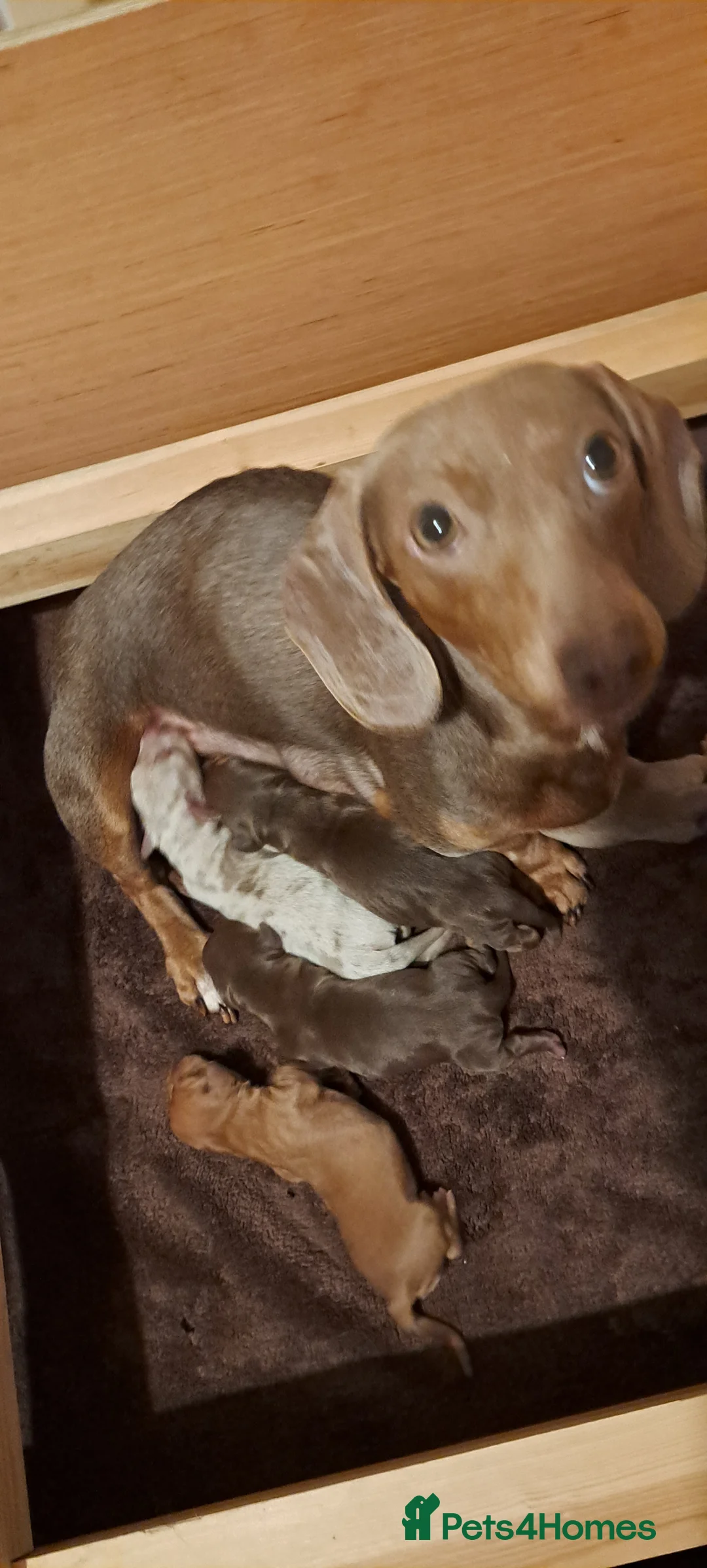 Dachshund dogs for sale: Miniature dachshund 1 girl left - Advert 10