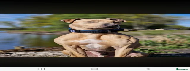 Jake