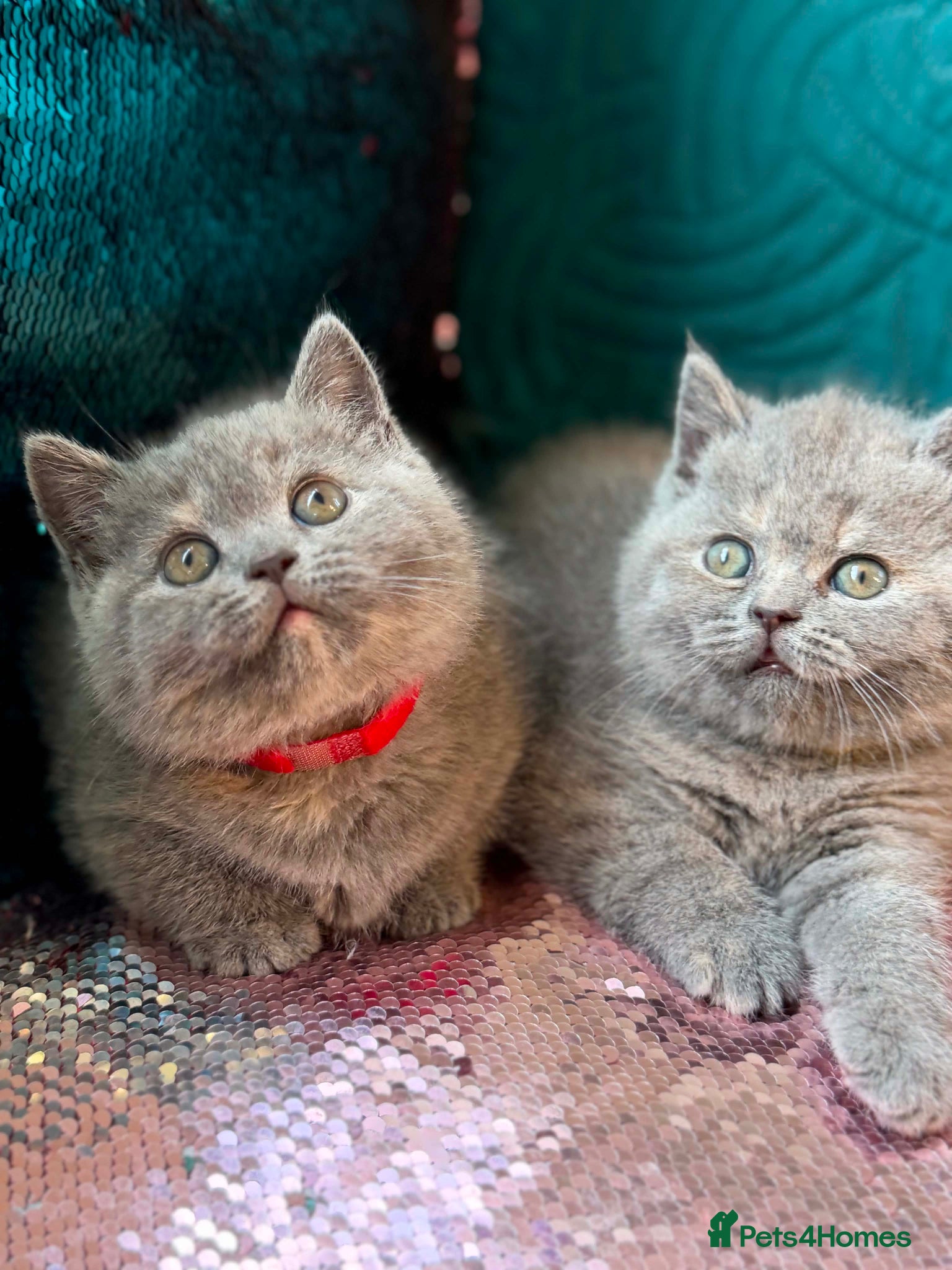 British Shorthair cats CHUNKY BSH KITTENS  - Advert 11