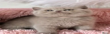 British Shorthair 2