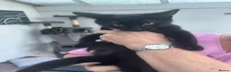Mixed Breed cats for sale: 3 little beauties ready for their forever homes - Advert 6