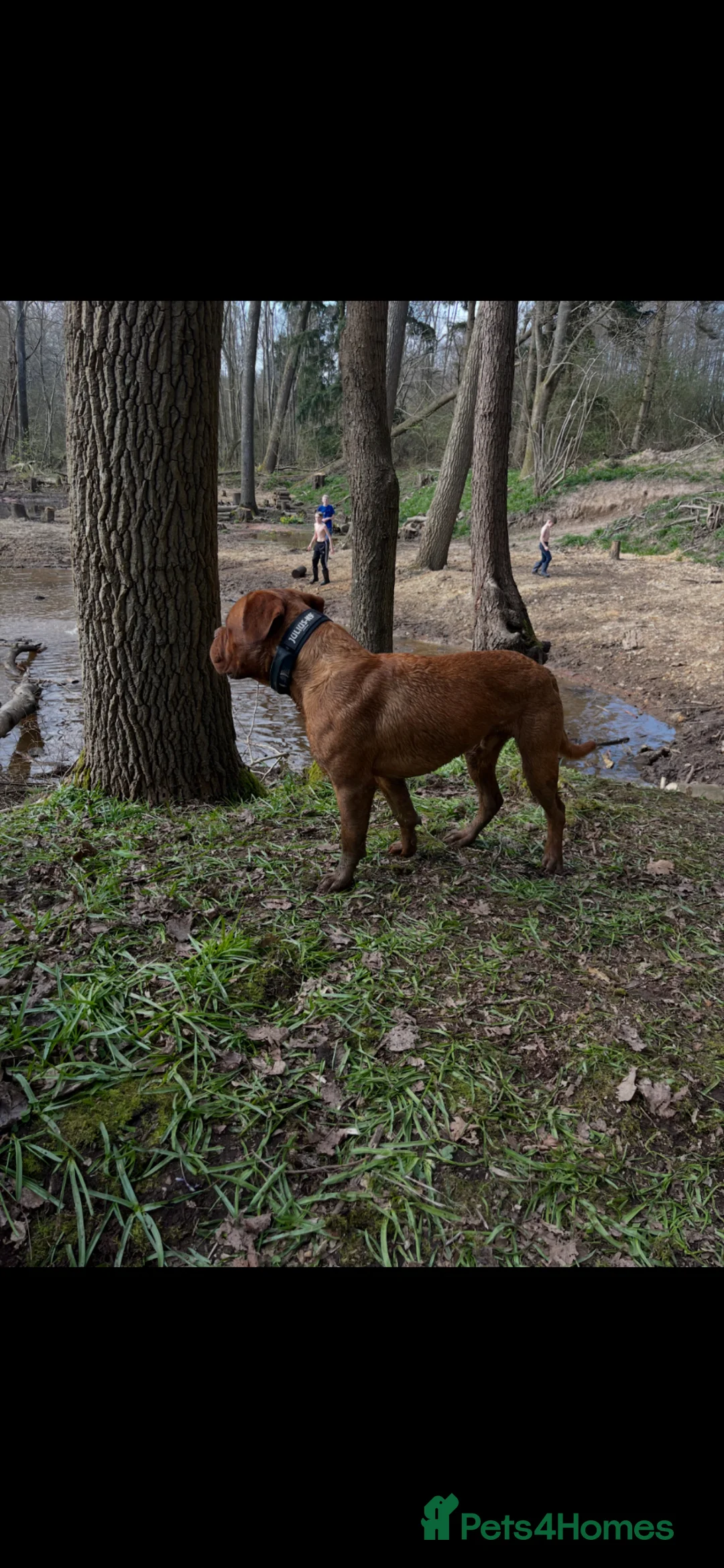 Dogue De Bordeaux dogs for sale: Kc registered Dogue de Bordeaux  - Advert 6